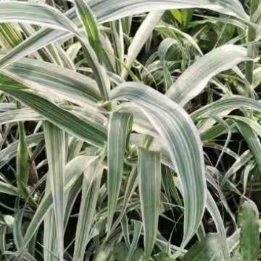 花叶芦苇苗圃直发价格低欢迎询价