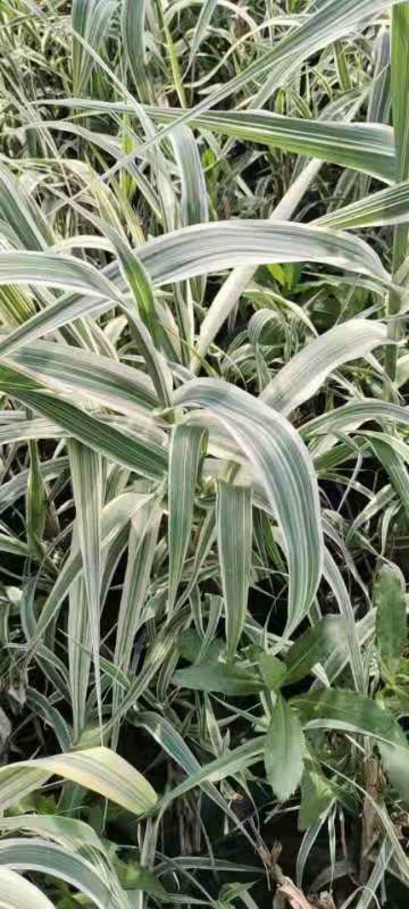 花叶芦苇苗圃直发价格低欢迎询价