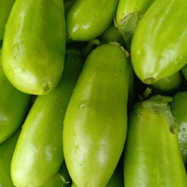 根茎类我们经营茄子大量上市