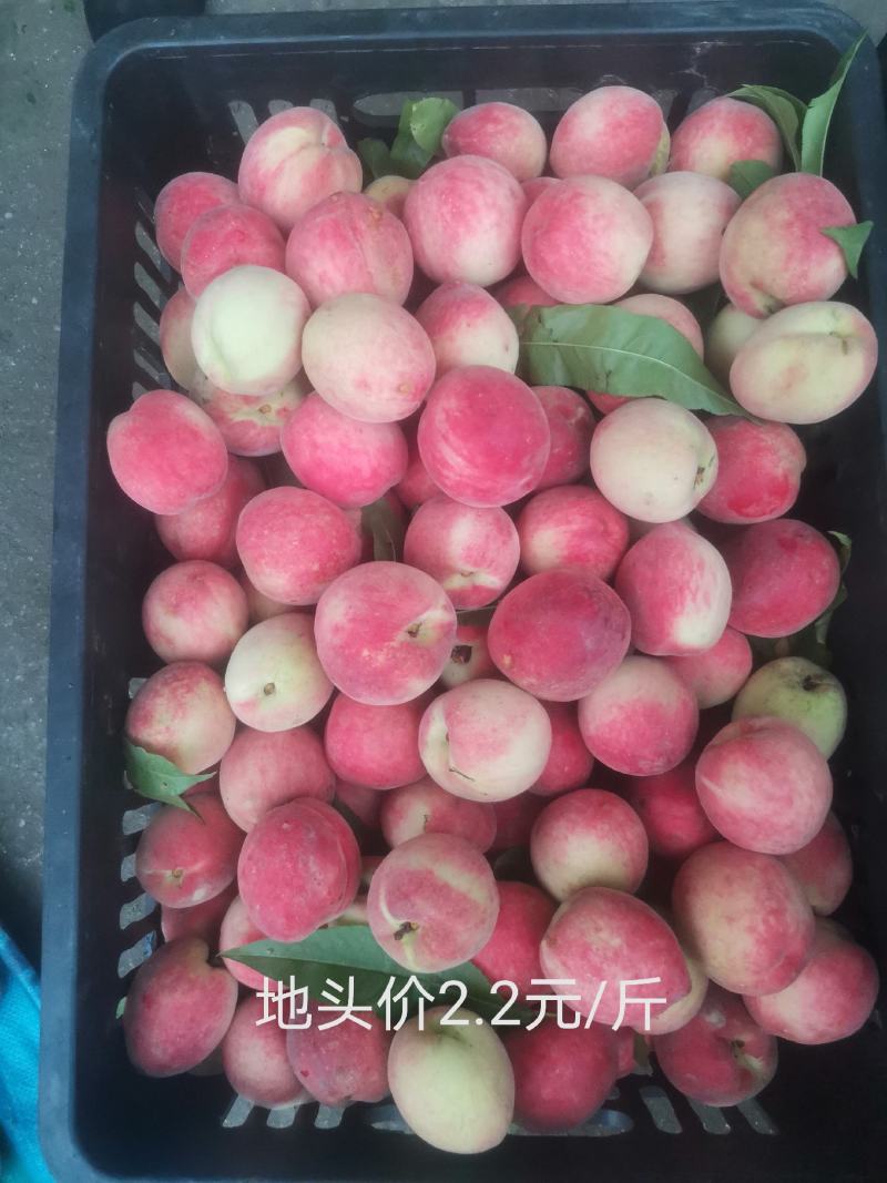 桃子