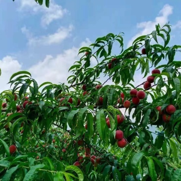 水蜜桃