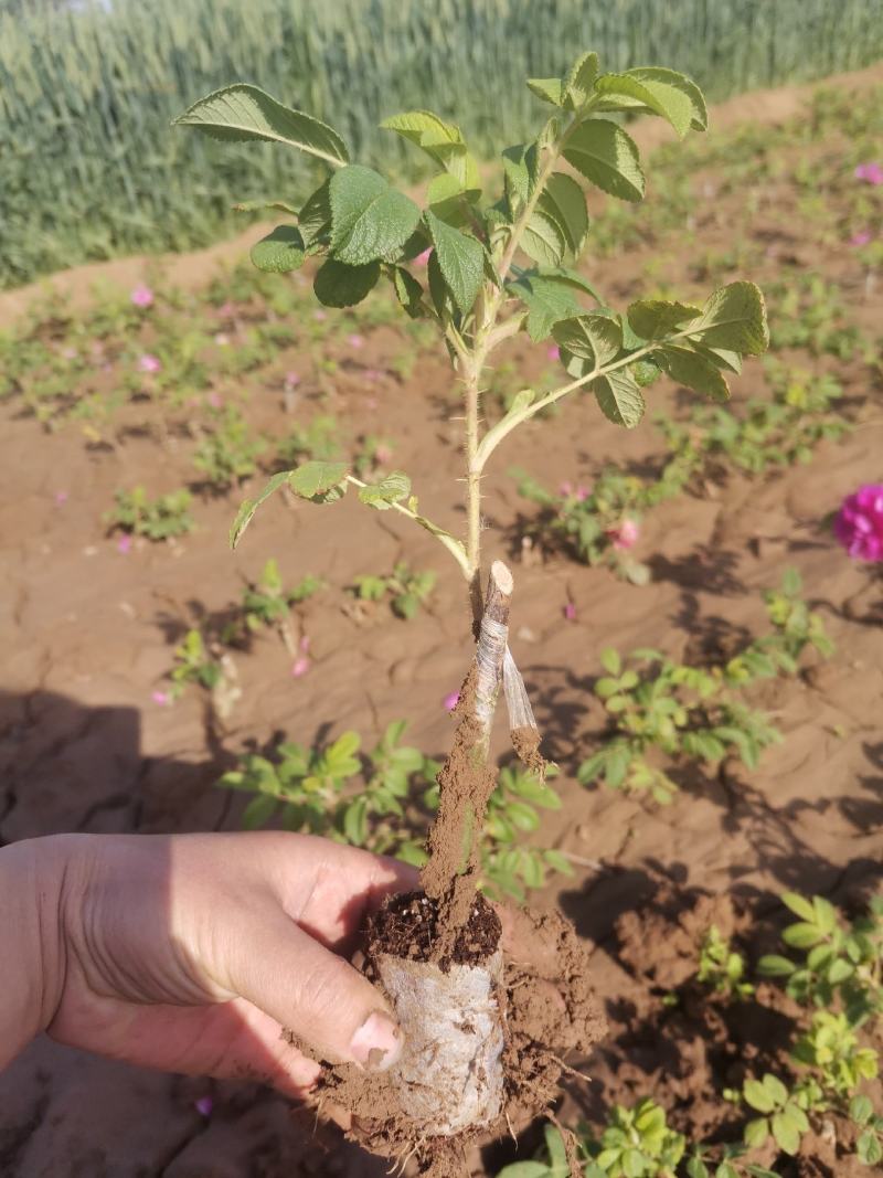 重瓣玫瑰平阴玫瑰丰花一号