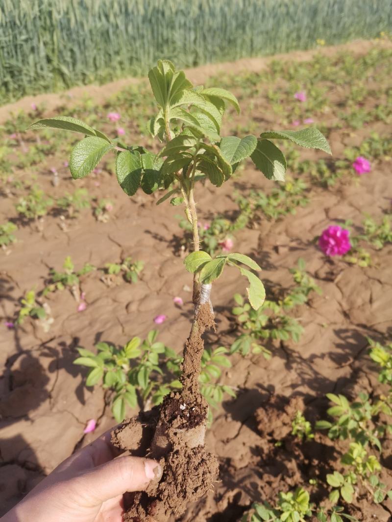 重瓣玫瑰平阴玫瑰丰花一号