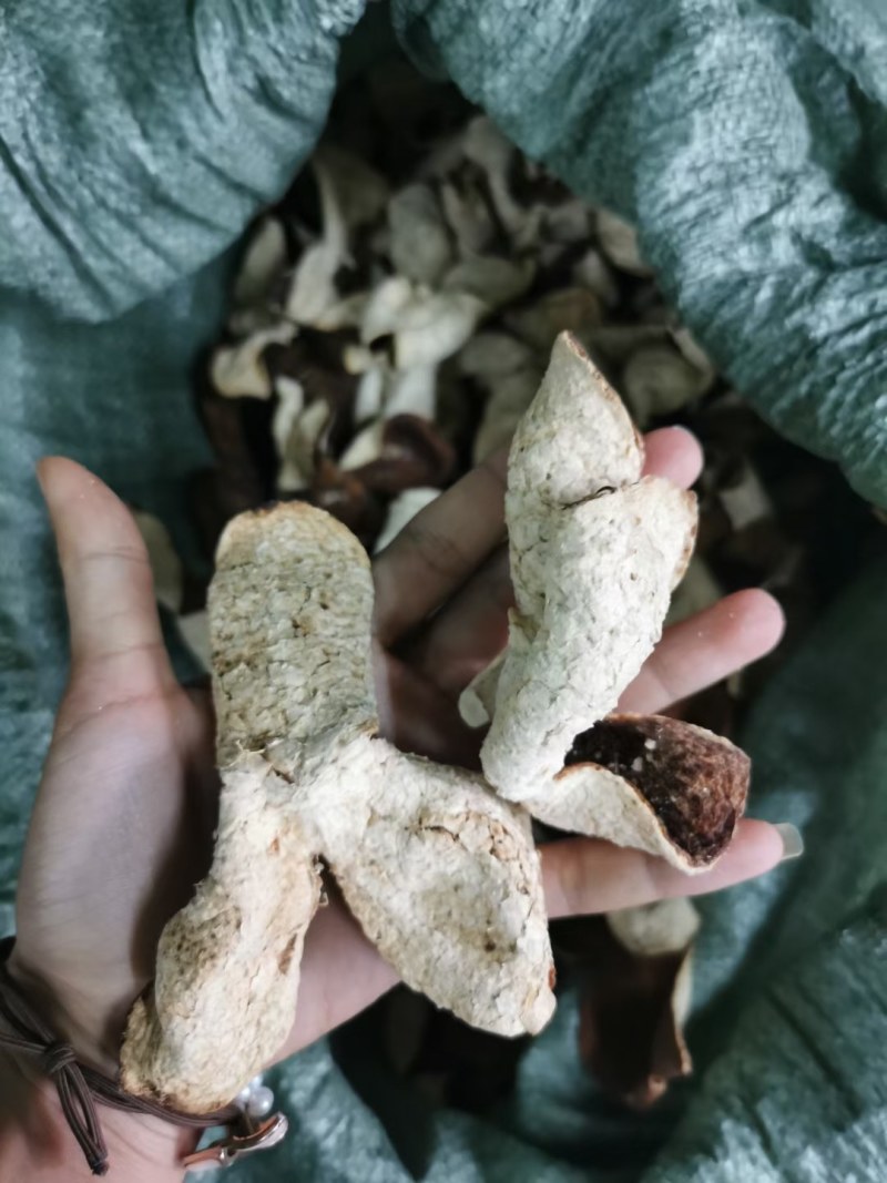 陈皮