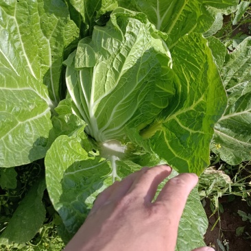 安丘黄心大白菜