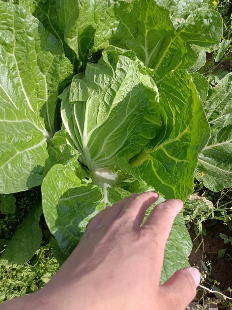 安丘黄心大白菜
