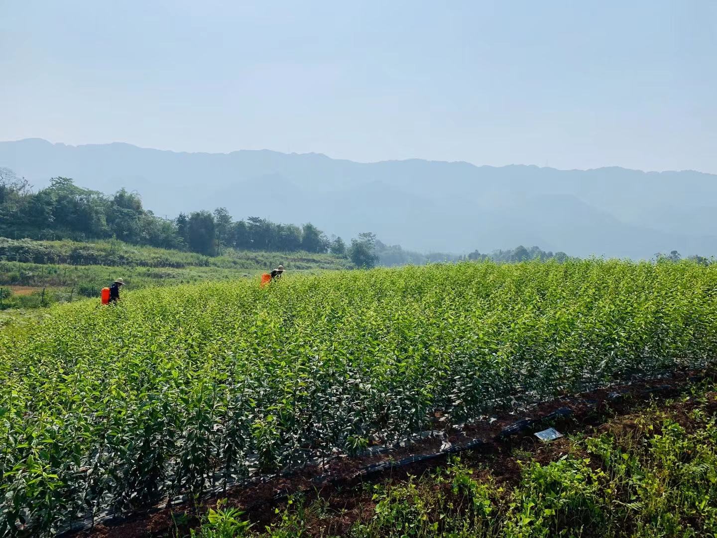 展示农民在扁豆田间进行喷药作业的场景,强调正确的喷雾角度和防护措施 扁豆田间喷药操作图