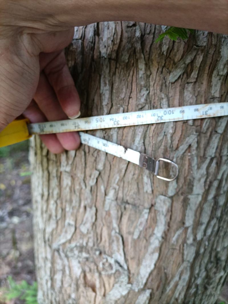 俊秀挺拔中山杉20～40cm树高8～10米