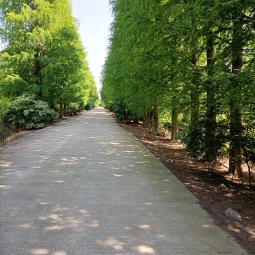 俊秀挺拔中山杉20～40cm树高8～10米