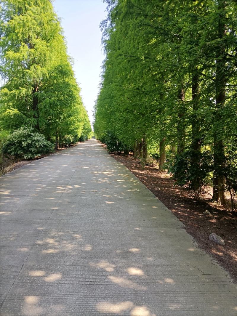 俊秀挺拔中山杉20～40cm树高8～10米