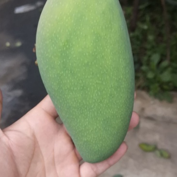 热带芒果