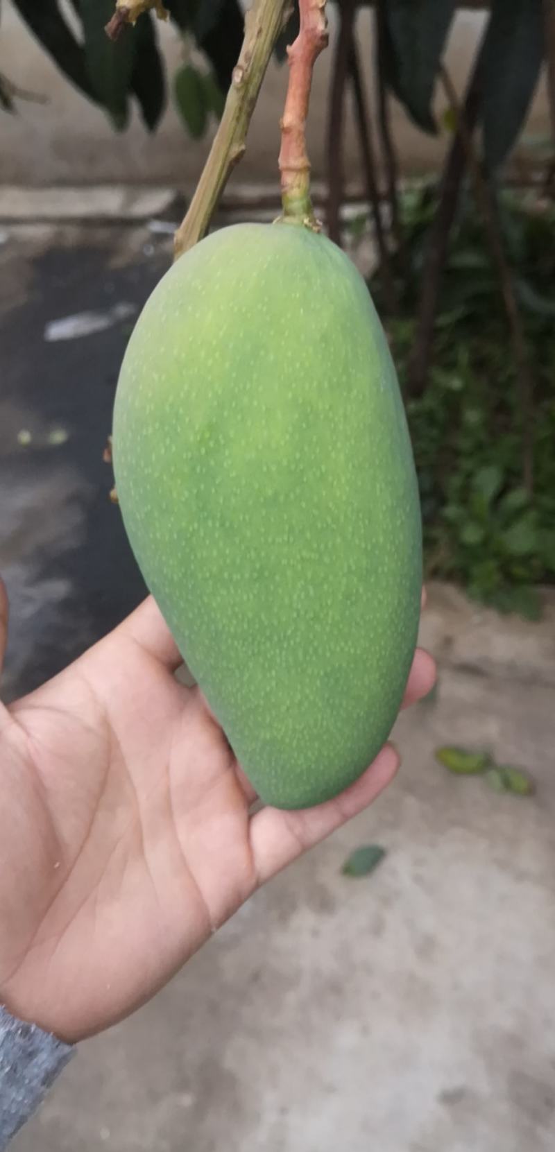 热带芒果