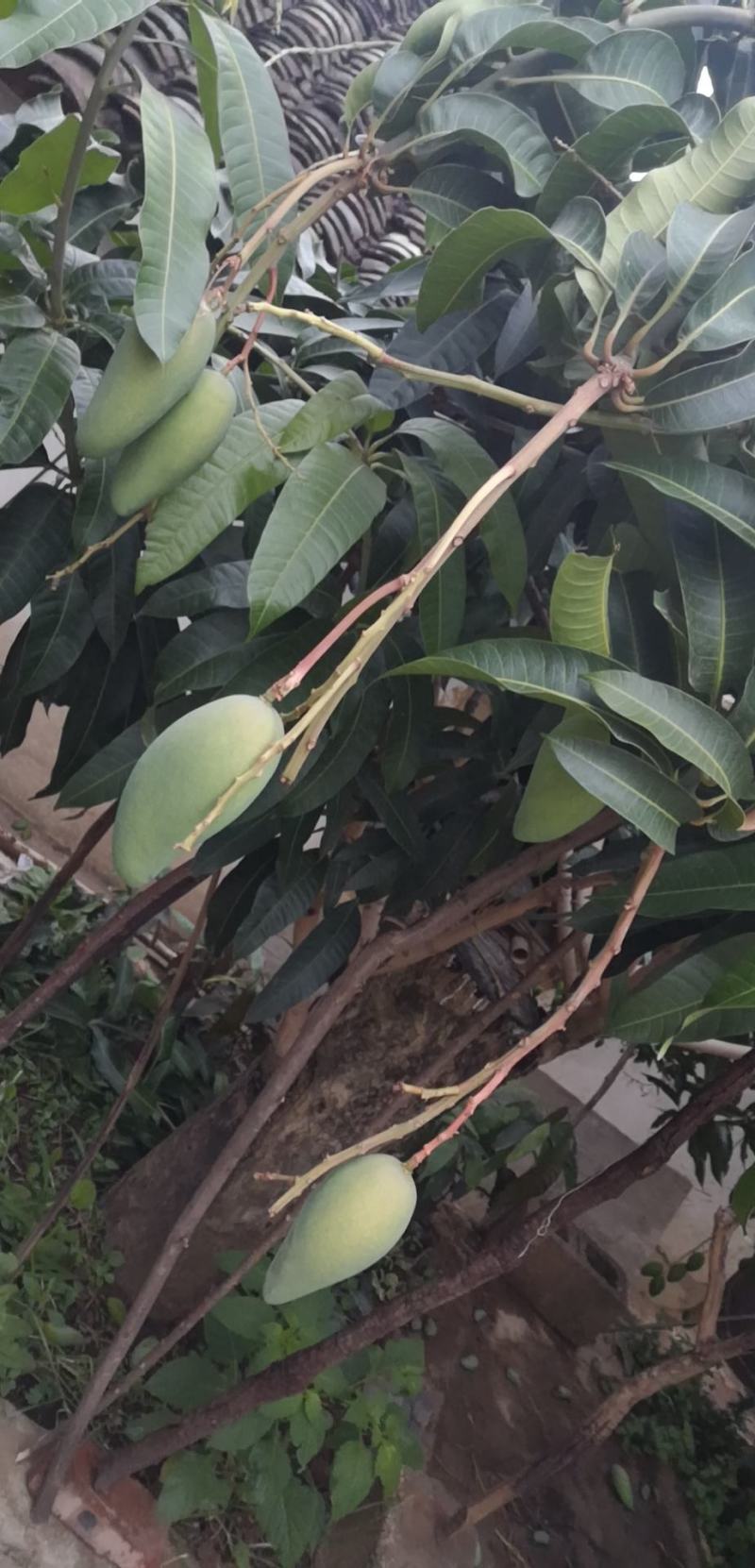 热带芒果