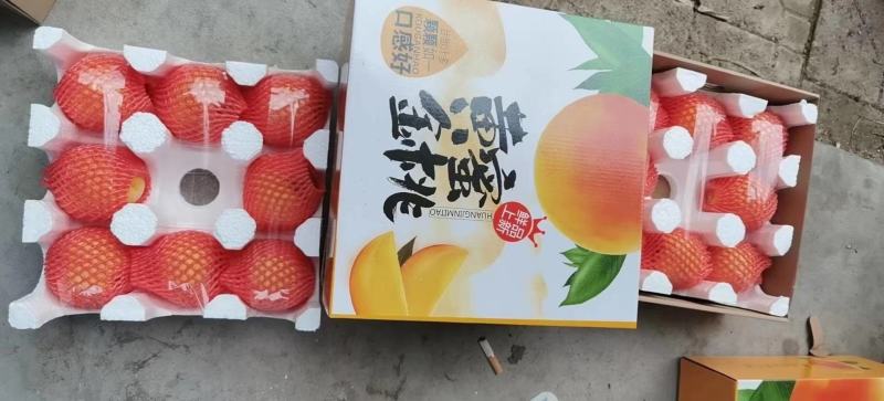 一件代发山东黄金油桃，现摘现发，对接各大商超，电商微商