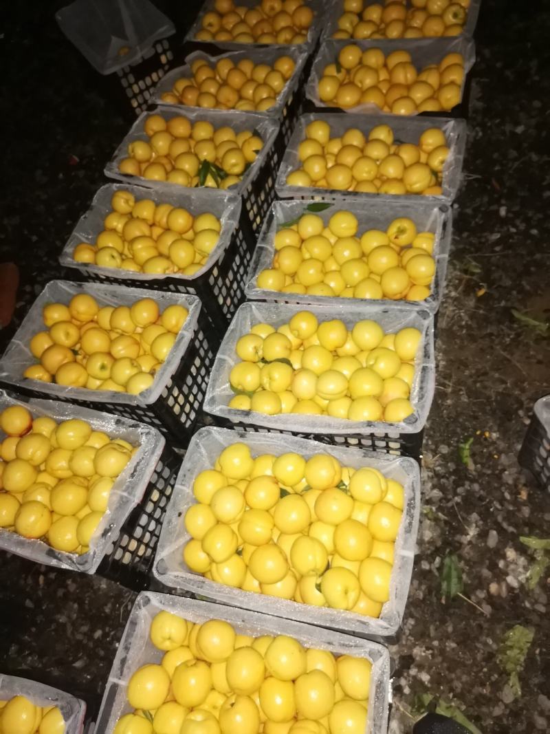 一件代发山东黄金油桃，现摘现发，对接各大商超，电商微商