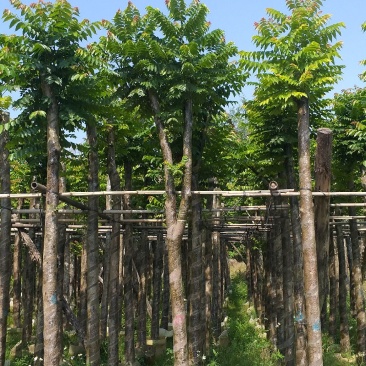 麻楝，绿化苗木.移植袋苗，方便种植