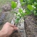 特价茉莉花盆栽室内绿植阳台浓香四季开花常青驱蚊花卉好养的
