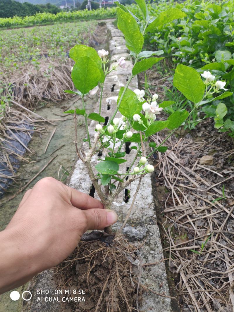 特价茉莉花盆栽室内绿植阳台浓香四季开花常青驱蚊花卉好养的