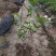 特价茉莉花盆栽室内绿植阳台浓香四季开花常青驱蚊花卉好养的
