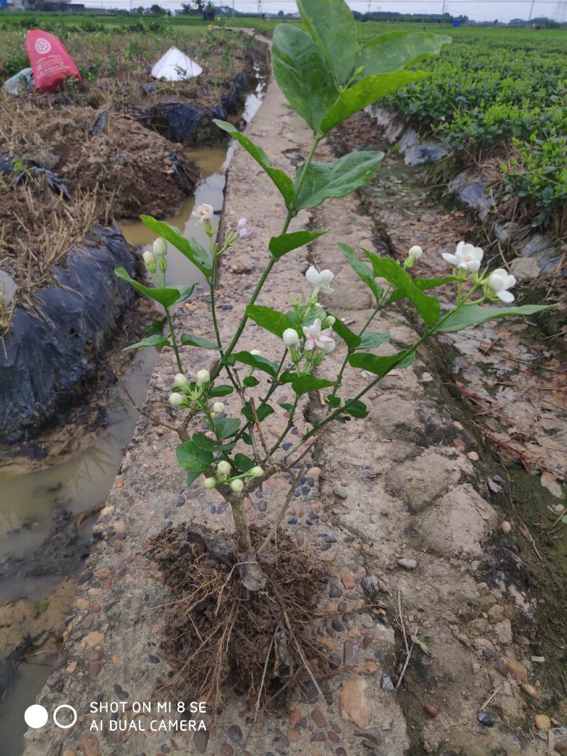 特价茉莉花盆栽室内绿植阳台浓香四季开花常青驱蚊花卉好养的