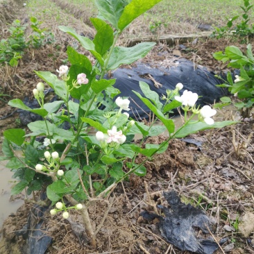 特价茉莉花盆栽室内绿植阳台浓香四季开花常青驱蚊花卉好养的