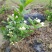 特价茉莉花盆栽室内绿植阳台浓香四季开花常青驱蚊花卉好养的