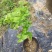 特价茉莉花盆栽室内绿植阳台浓香四季开花常青驱蚊花卉好养的