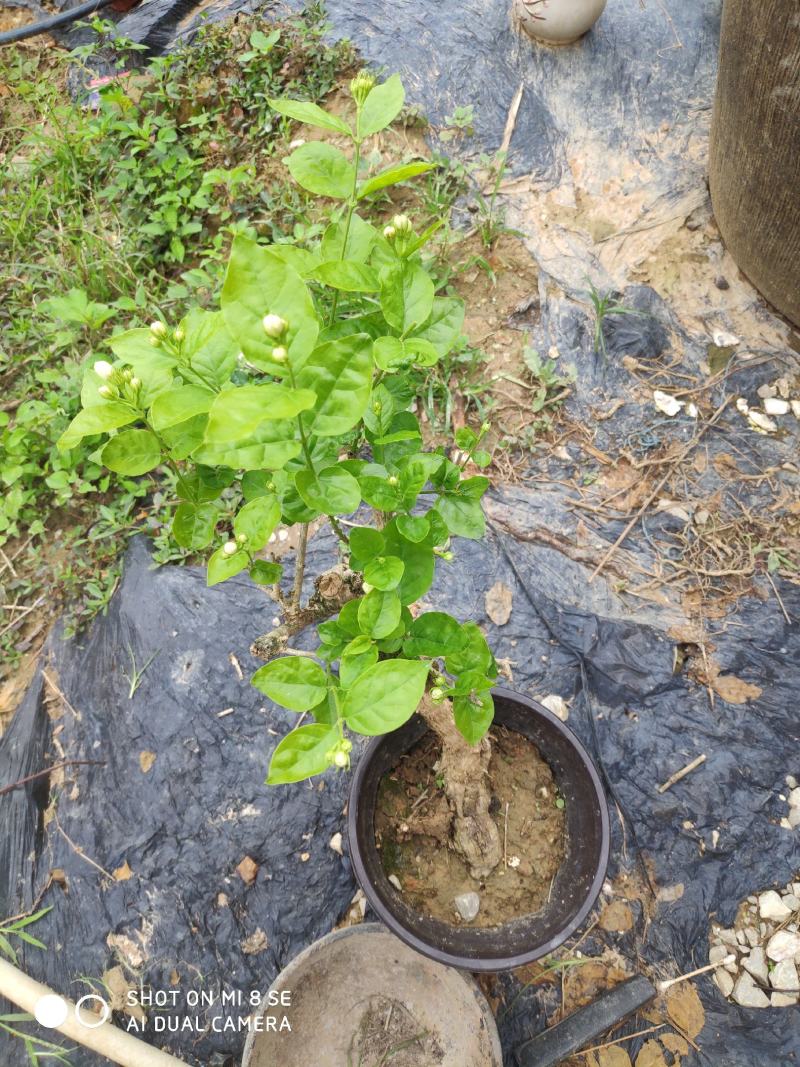 特价茉莉花盆栽室内绿植阳台浓香四季开花常青驱蚊花卉好养的