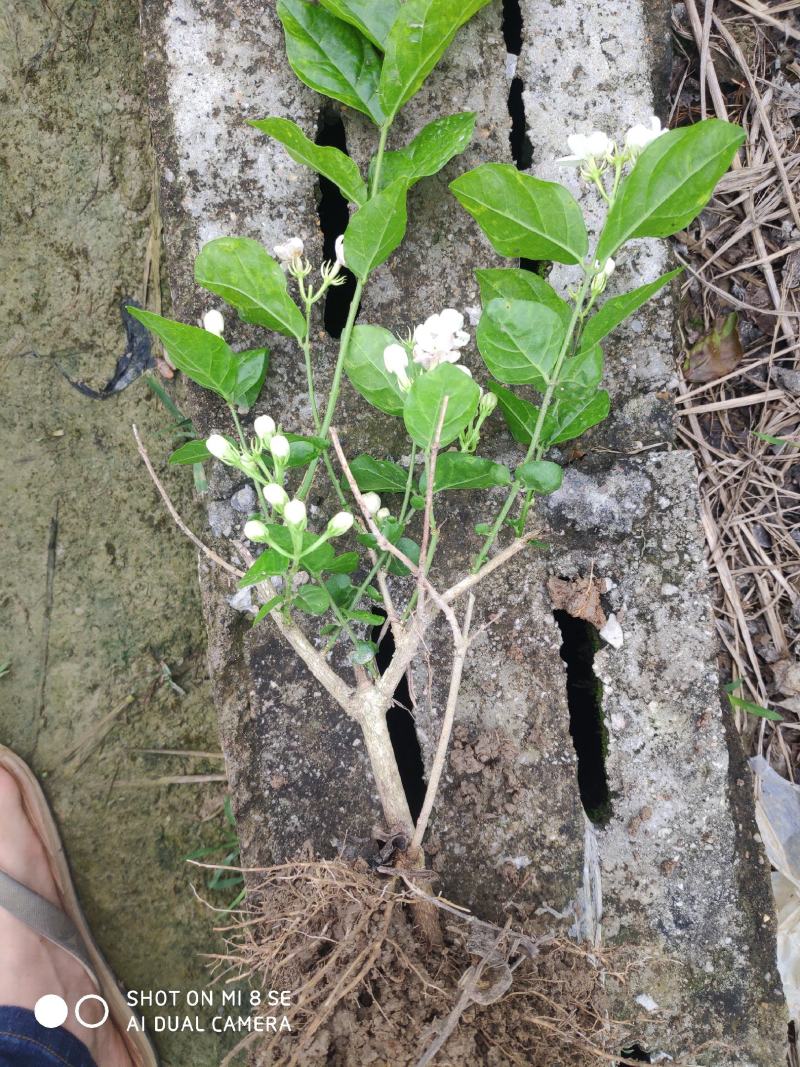 特价茉莉花盆栽室内绿植阳台浓香四季开花常青驱蚊花卉好养的