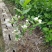 特价茉莉花盆栽室内绿植阳台浓香四季开花常青驱蚊花卉好养的