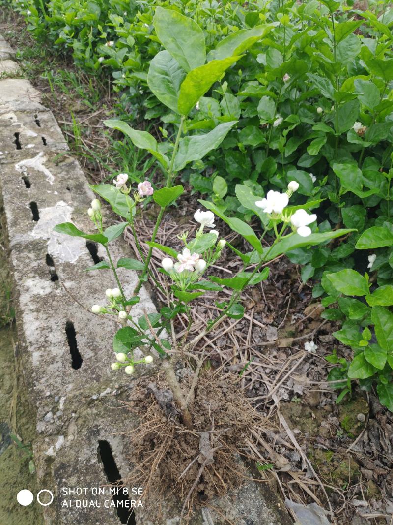 特价茉莉花盆栽室内绿植阳台浓香四季开花常青驱蚊花卉好养的
