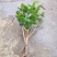 特价茉莉花盆栽室内绿植阳台浓香四季开花常青驱蚊花卉好养的
