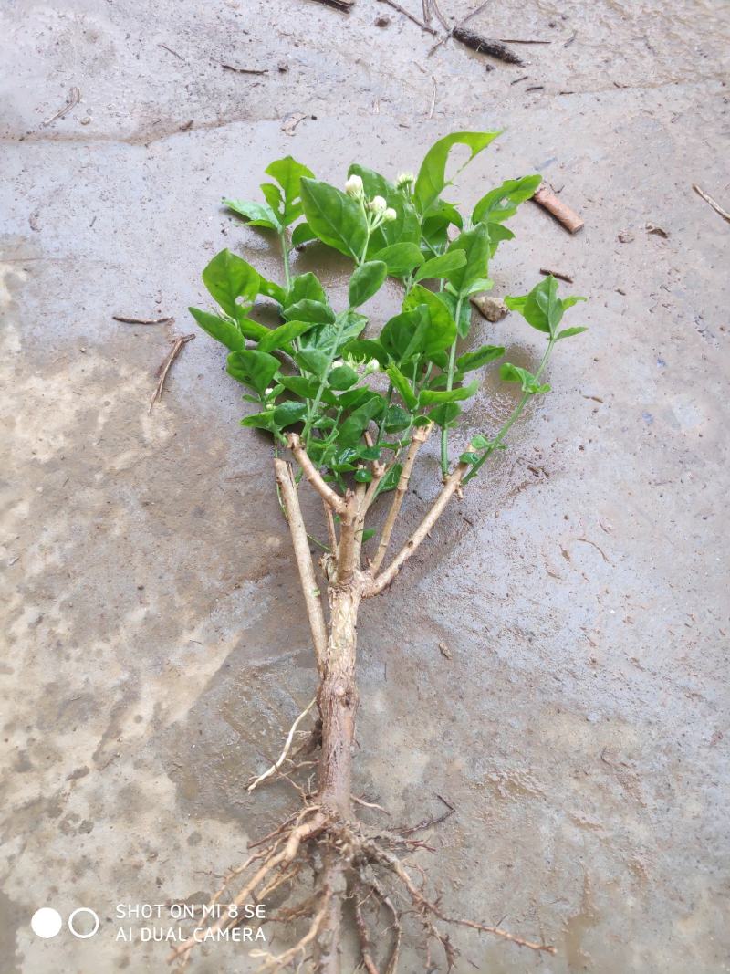 特价茉莉花盆栽室内绿植阳台浓香四季开花常青驱蚊花卉好养的