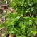 特价茉莉花盆栽室内绿植阳台浓香四季开花常青驱蚊花卉好养的