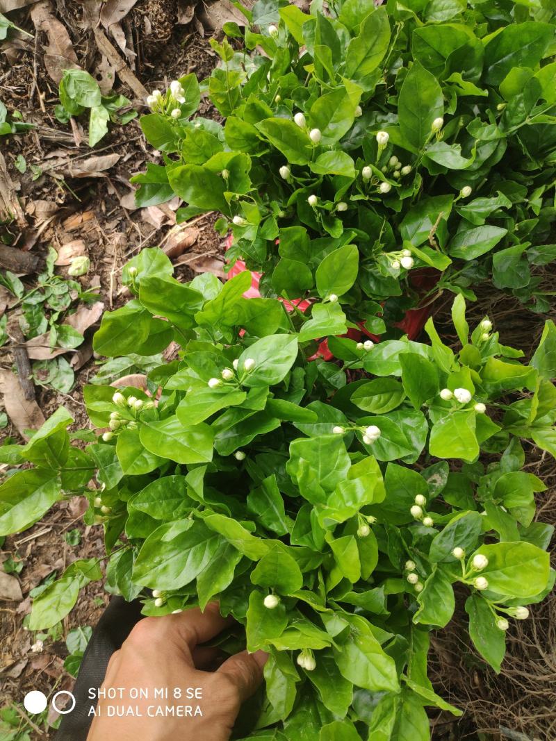 特价茉莉花盆栽室内绿植阳台浓香四季开花常青驱蚊花卉好养的