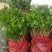 特价茉莉花盆栽室内绿植阳台浓香四季开花常青驱蚊花卉好养的
