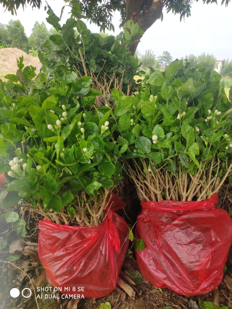 特价茉莉花盆栽室内绿植阳台浓香四季开花常青驱蚊花卉好养的