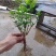 特价茉莉花盆栽室内绿植阳台浓香四季开花常青驱蚊花卉好养的