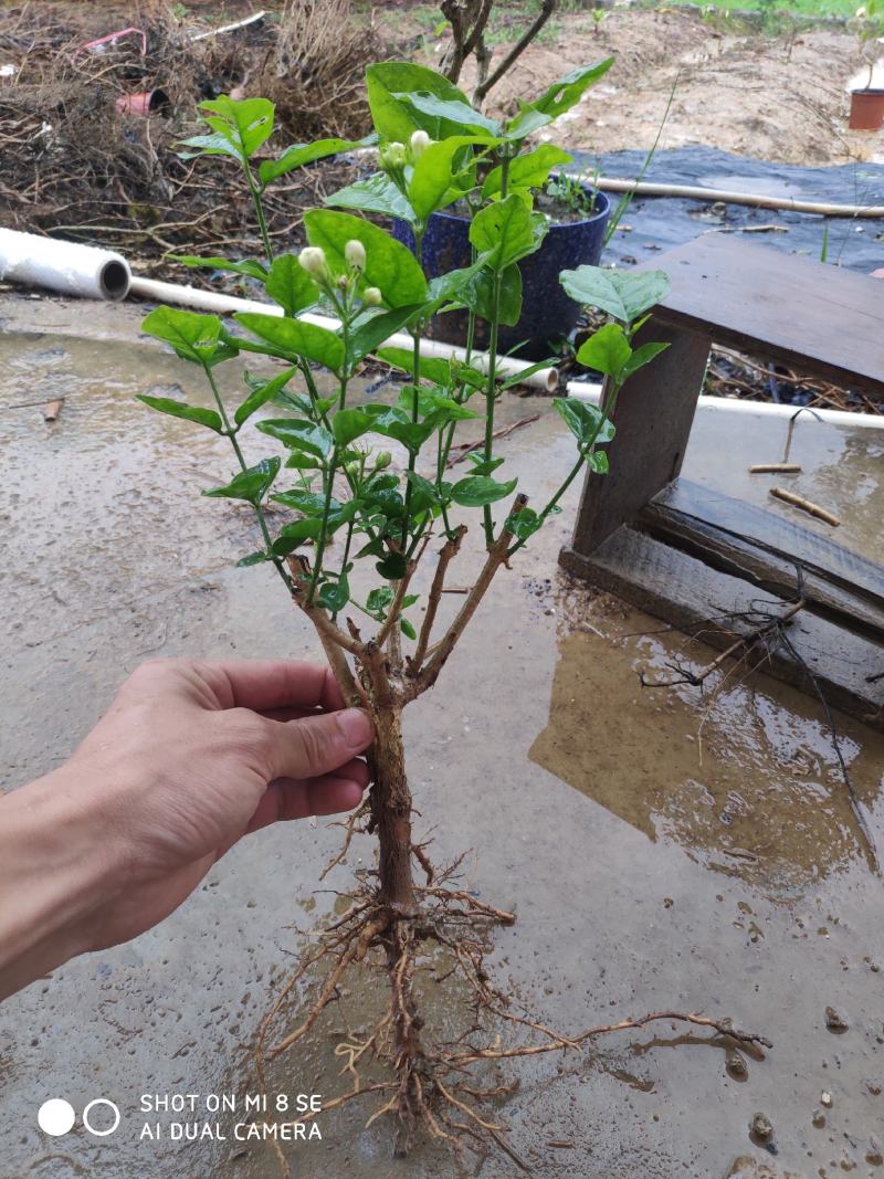 特价茉莉花盆栽室内绿植阳台浓香四季开花常青驱蚊花卉好养的