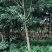 小叶榕