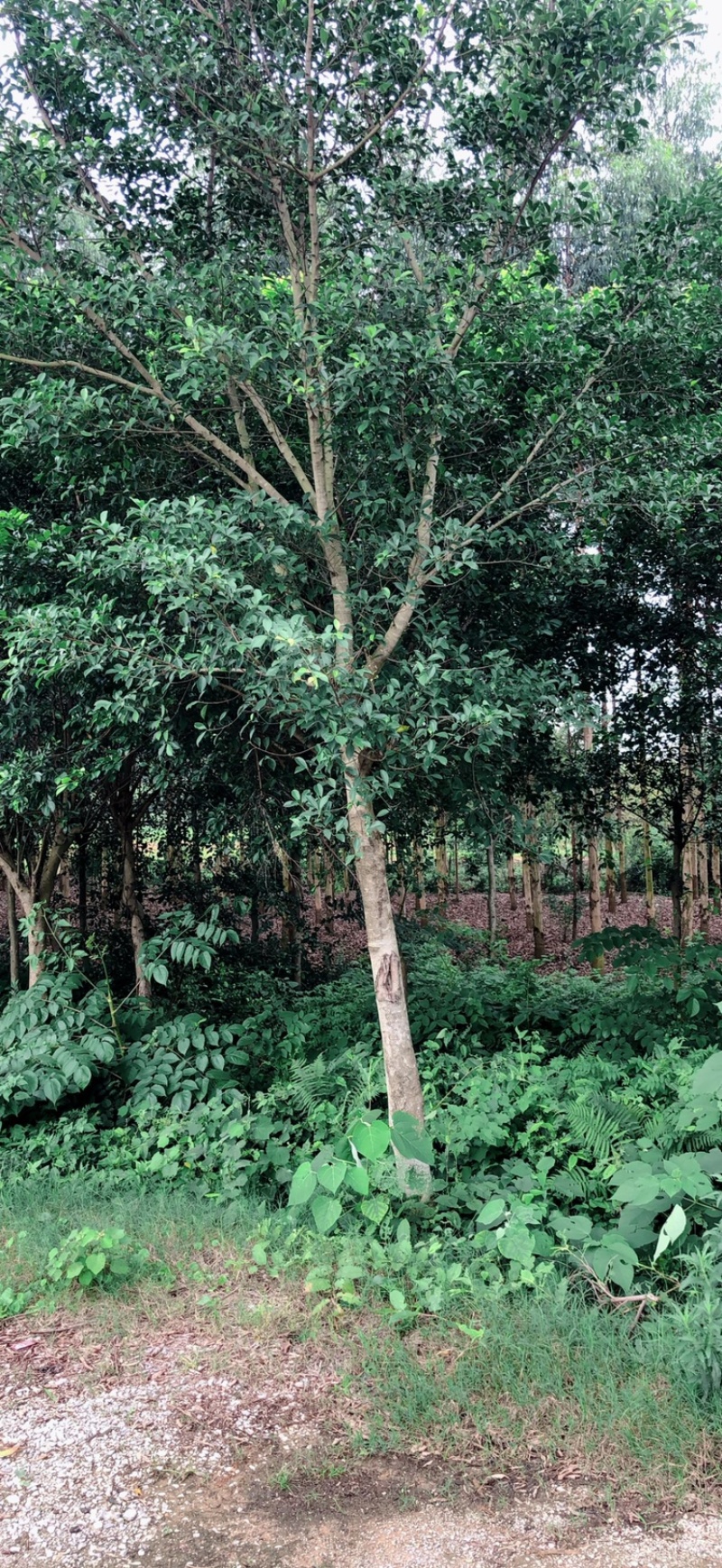 小叶榕