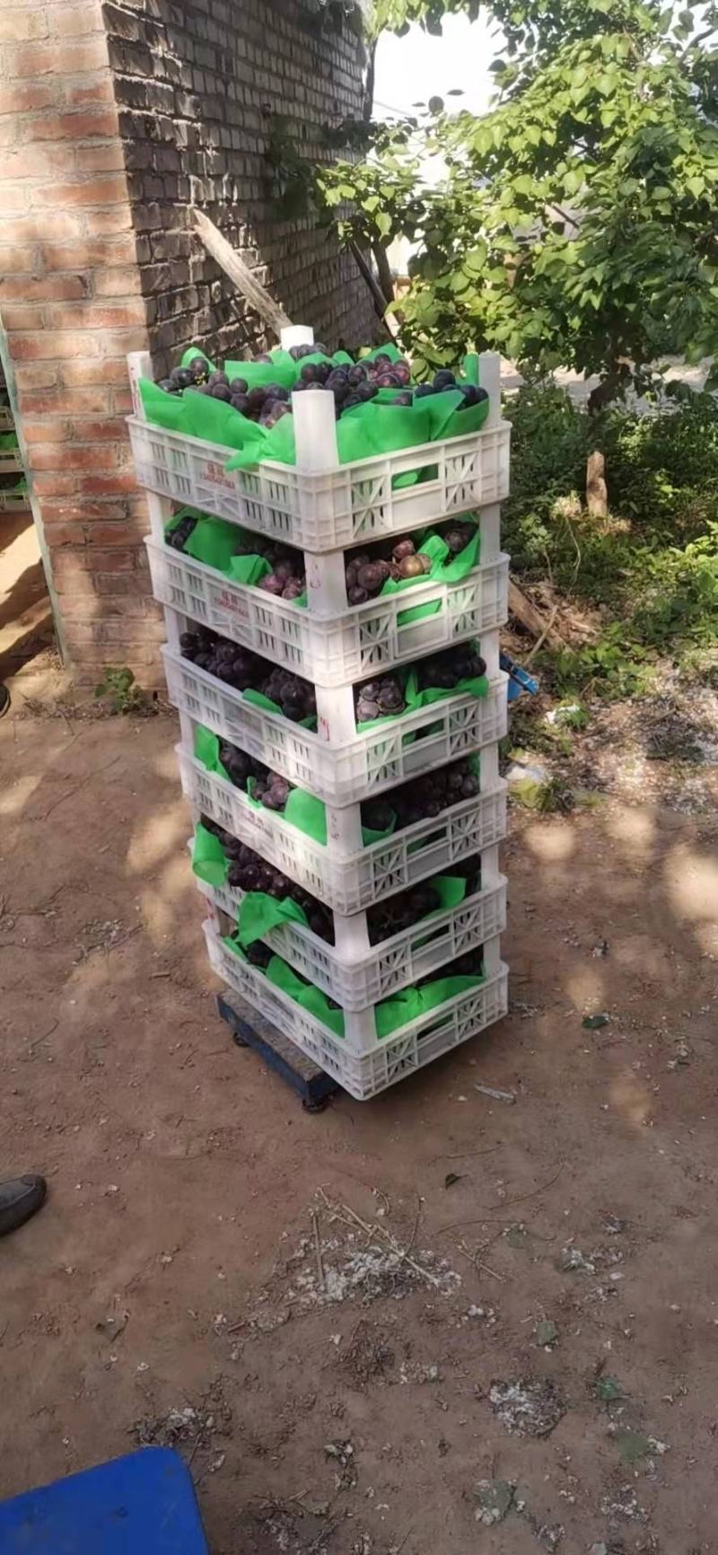 巨峰葡萄上市中价格便宜口感好全国发货质量保证