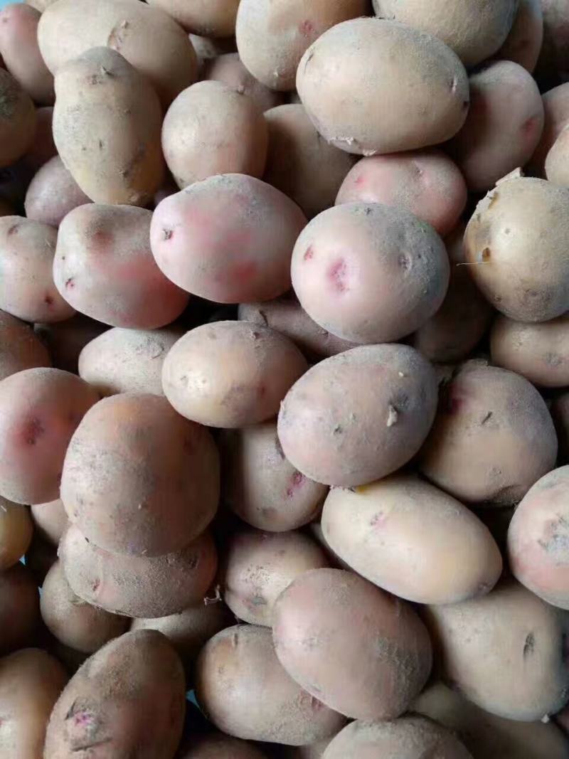 专业迷你黄心小土豆供应，常年基地培育鲜货供应，小吃食品