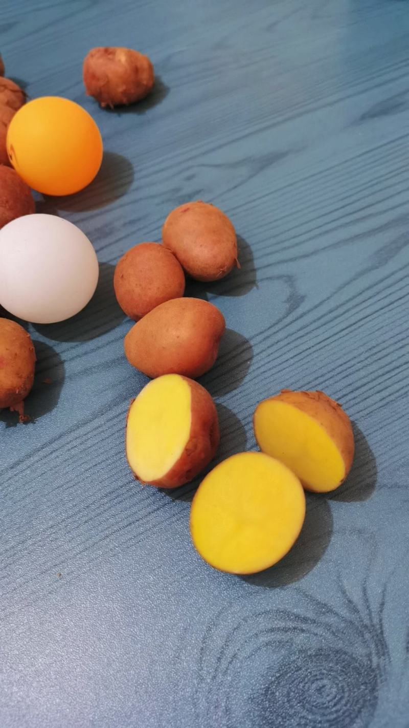 专业迷你黄心小土豆供应，常年基地培育鲜货供应，小吃食品