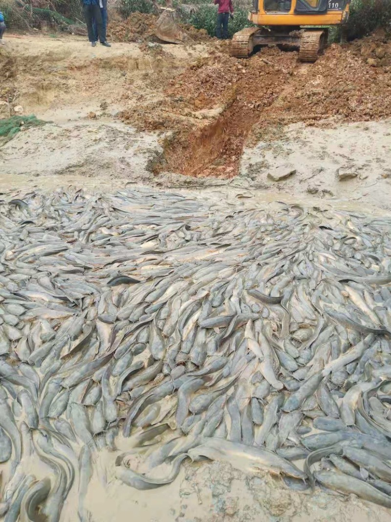 鲶鱼批发供应！产地直发！一手货源！一品的品质！诚信经营！