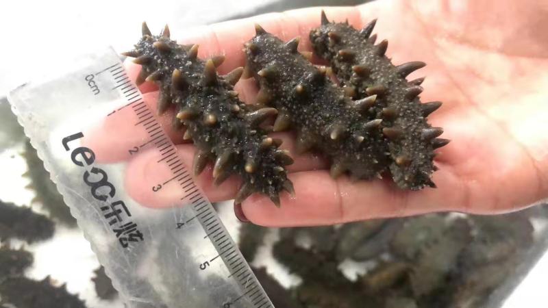 山东各种规格冷冻海参，辽参、山东参，土耳其米刺参，乌参