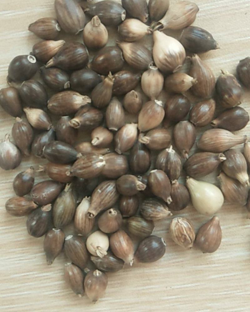 新产薏米种子草珠子薏苡一年生种植简单可在线交易