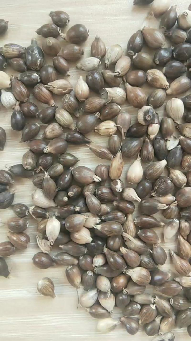 新产薏米种子草珠子薏苡一年生种植简单可在线交易