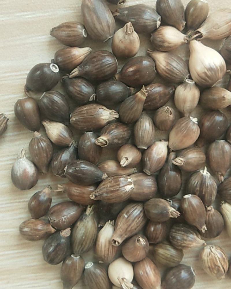 新产薏米种子草珠子薏苡一年生种植简单可在线交易
