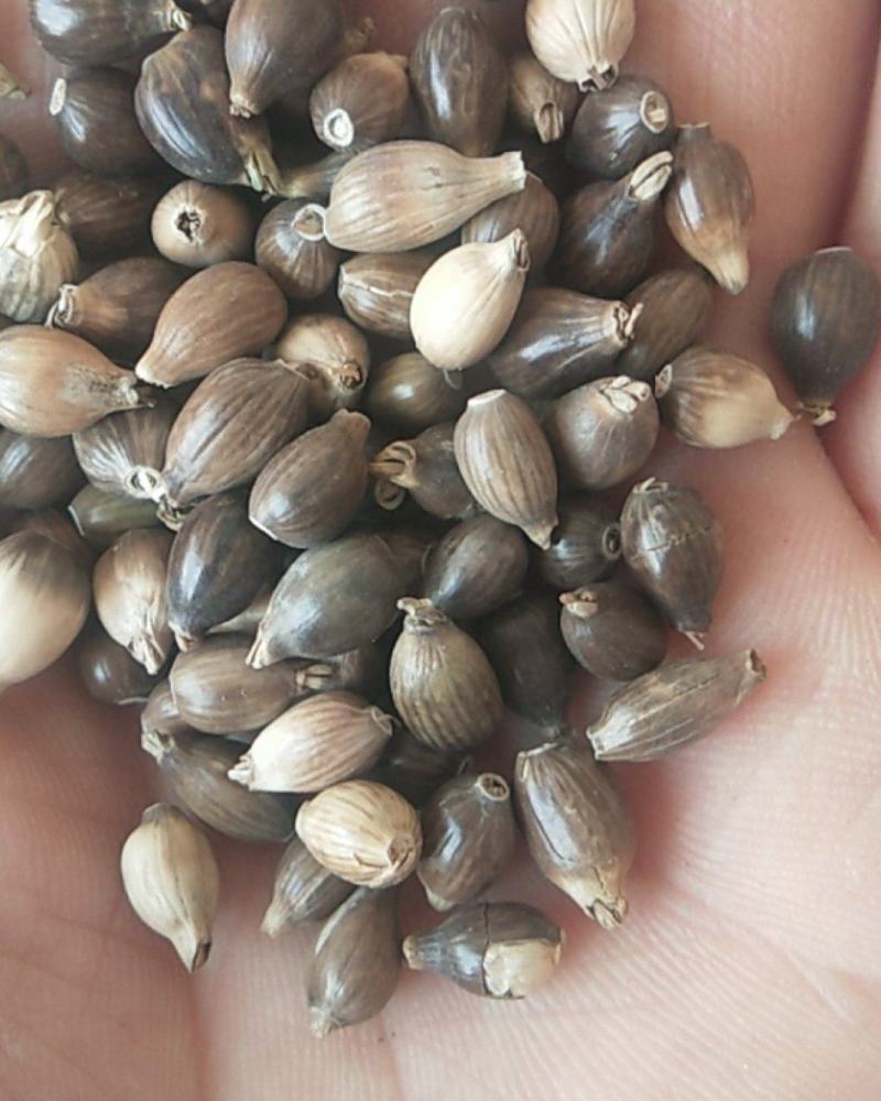 新产薏米种子草珠子薏苡一年生种植简单可在线交易